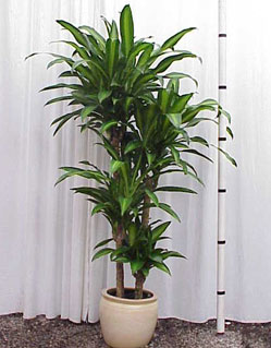 دراسینا نقره‌ای